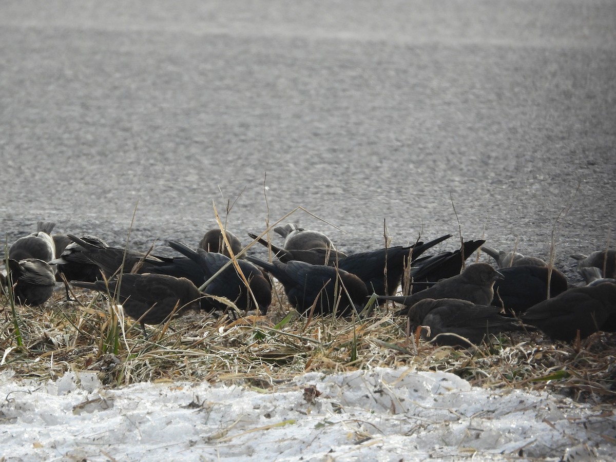 שחרורית חומת-ראש - ML646947496