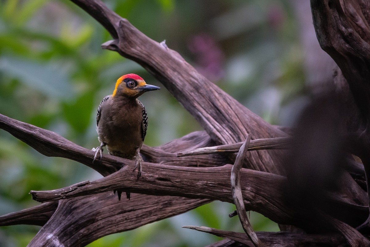 Golden-cheeked Woodpecker - ML646947497