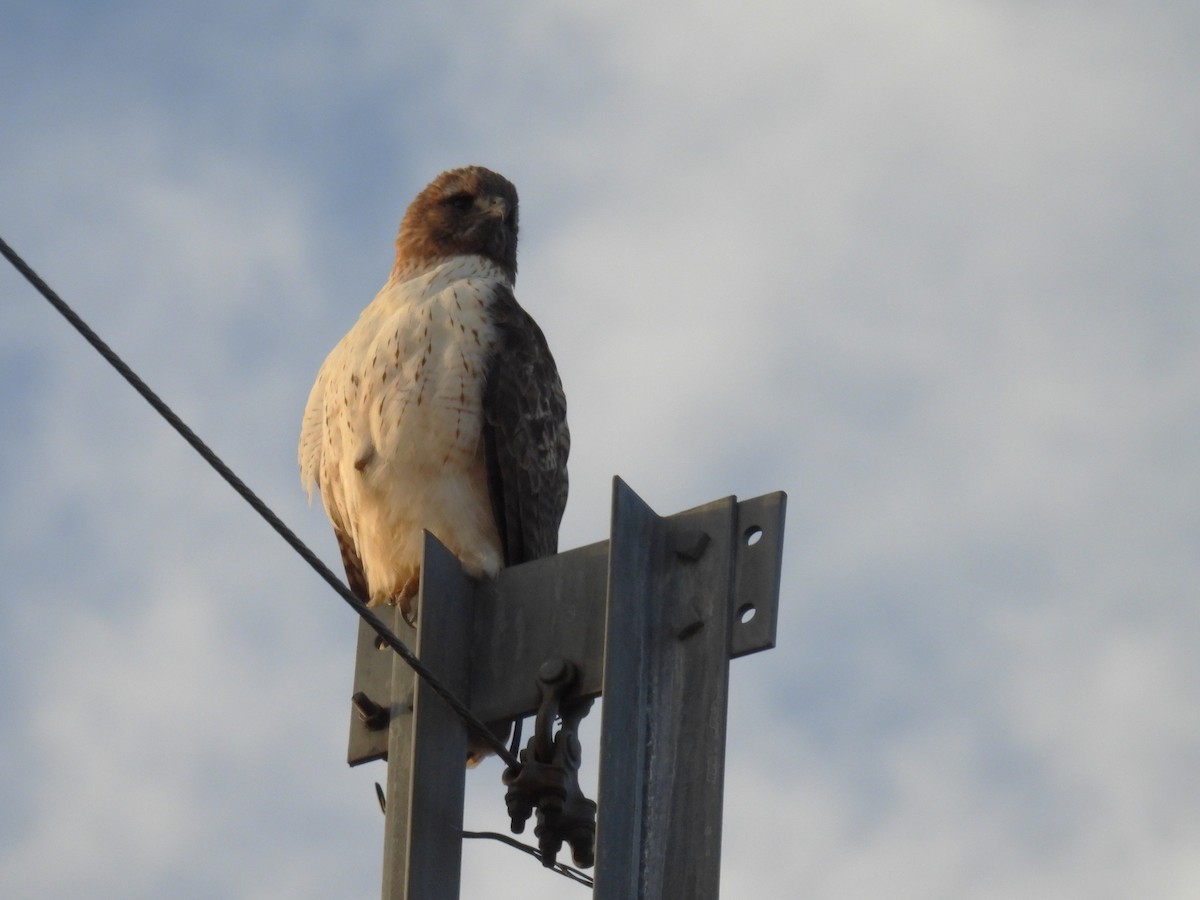 Red-tailed Hawk - ML646947498