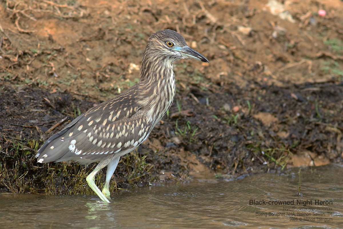 ゴイサギ（nycticorax） - ML646947502