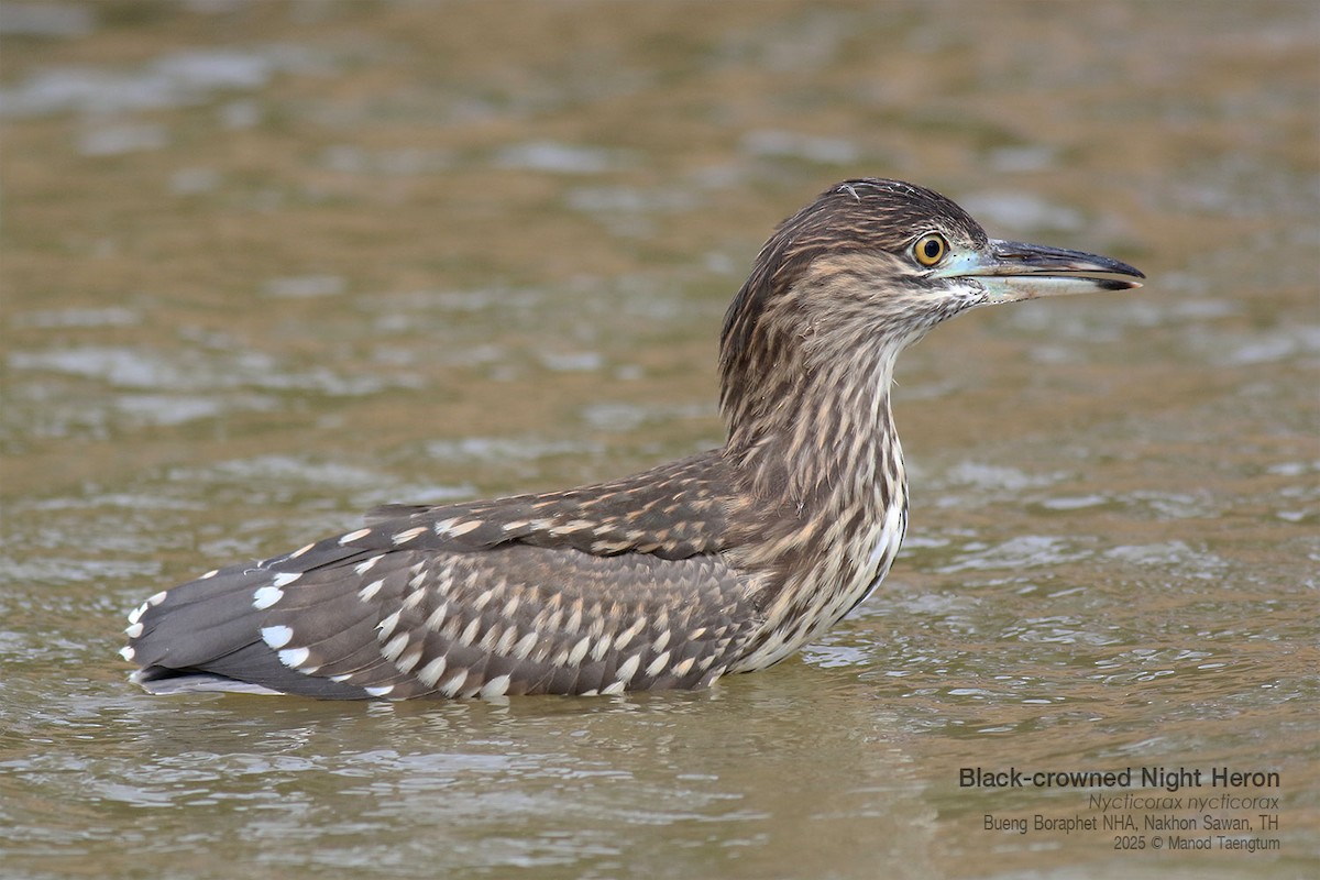 ゴイサギ（nycticorax） - ML646947503