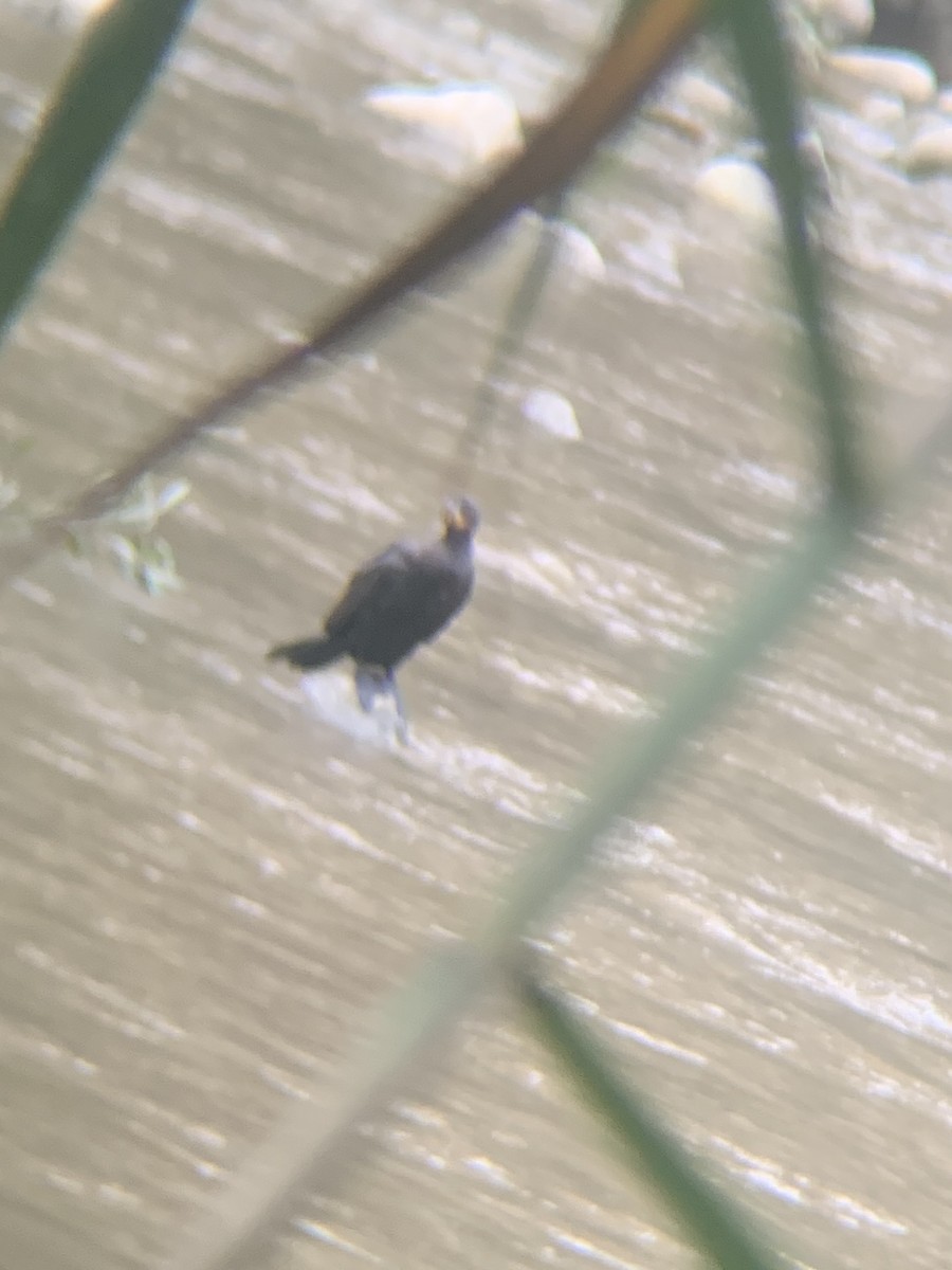 Neotropic Cormorant - ML646947505