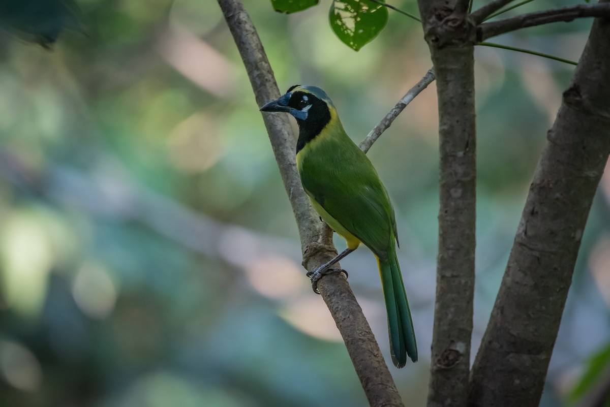 Green Jay - ML646947506