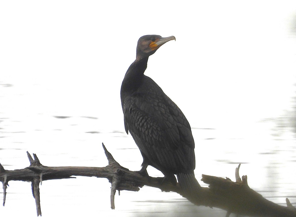 Ubarroi handia - ML646947508