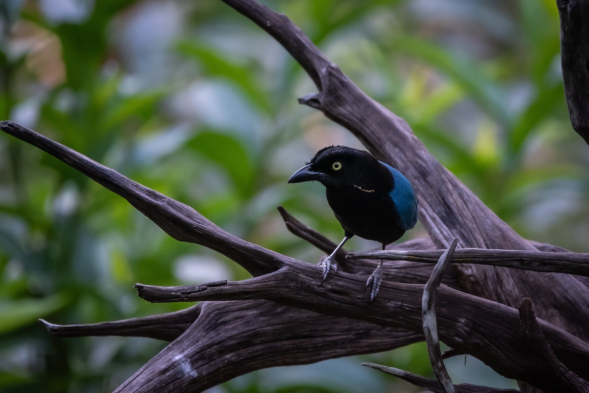 Chara de San Blas - ML646947514