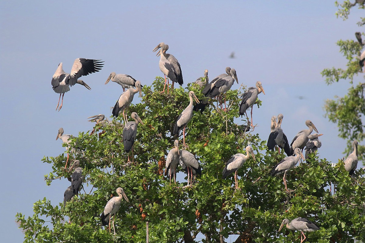 スキハシコウ - ML646947516