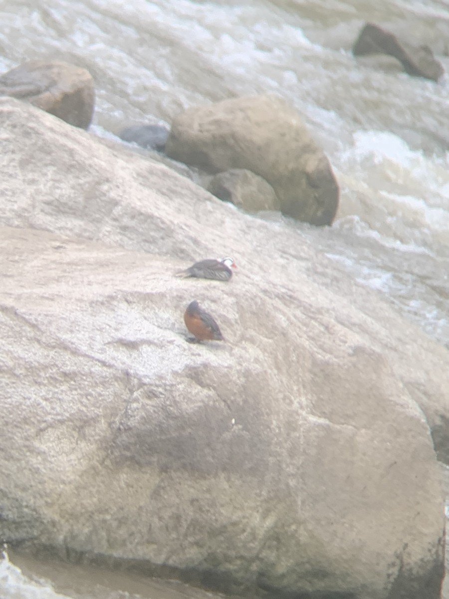 Torrent Duck - ML646947519