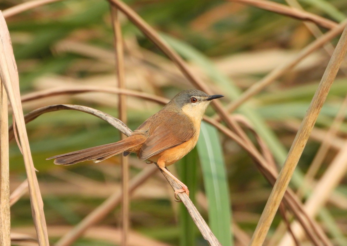 Rostbauchprinie - ML646947521