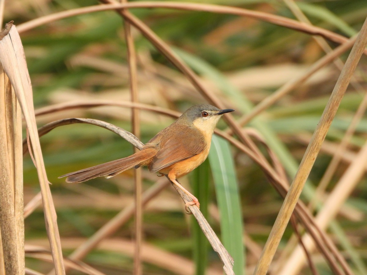 Rostbauchprinie - ML646947522