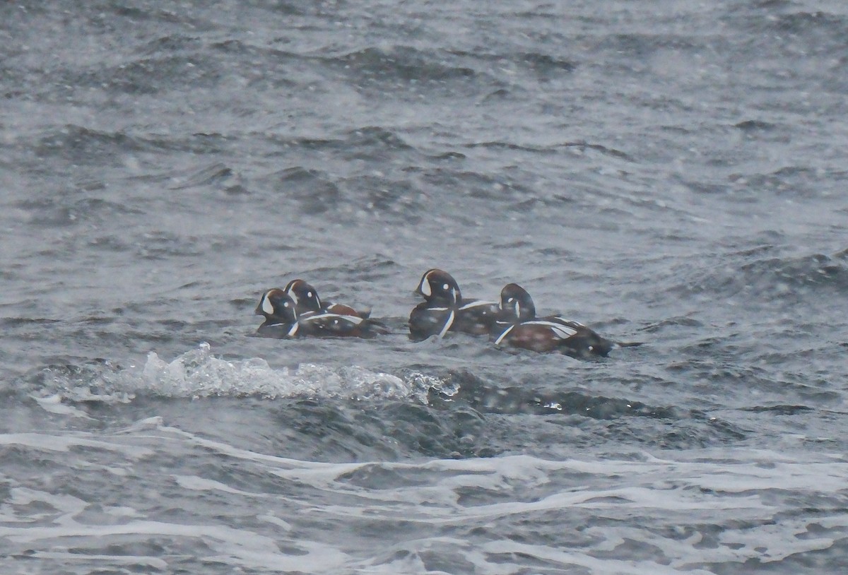 Harlequin Duck - ML646947524