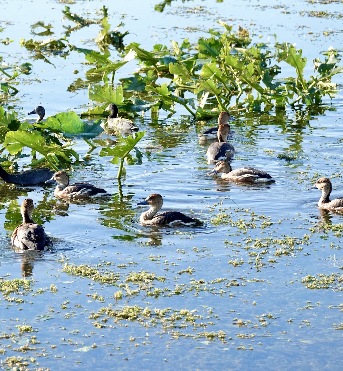 Zuhaitz-ahate kolorebikoa - ML646947526