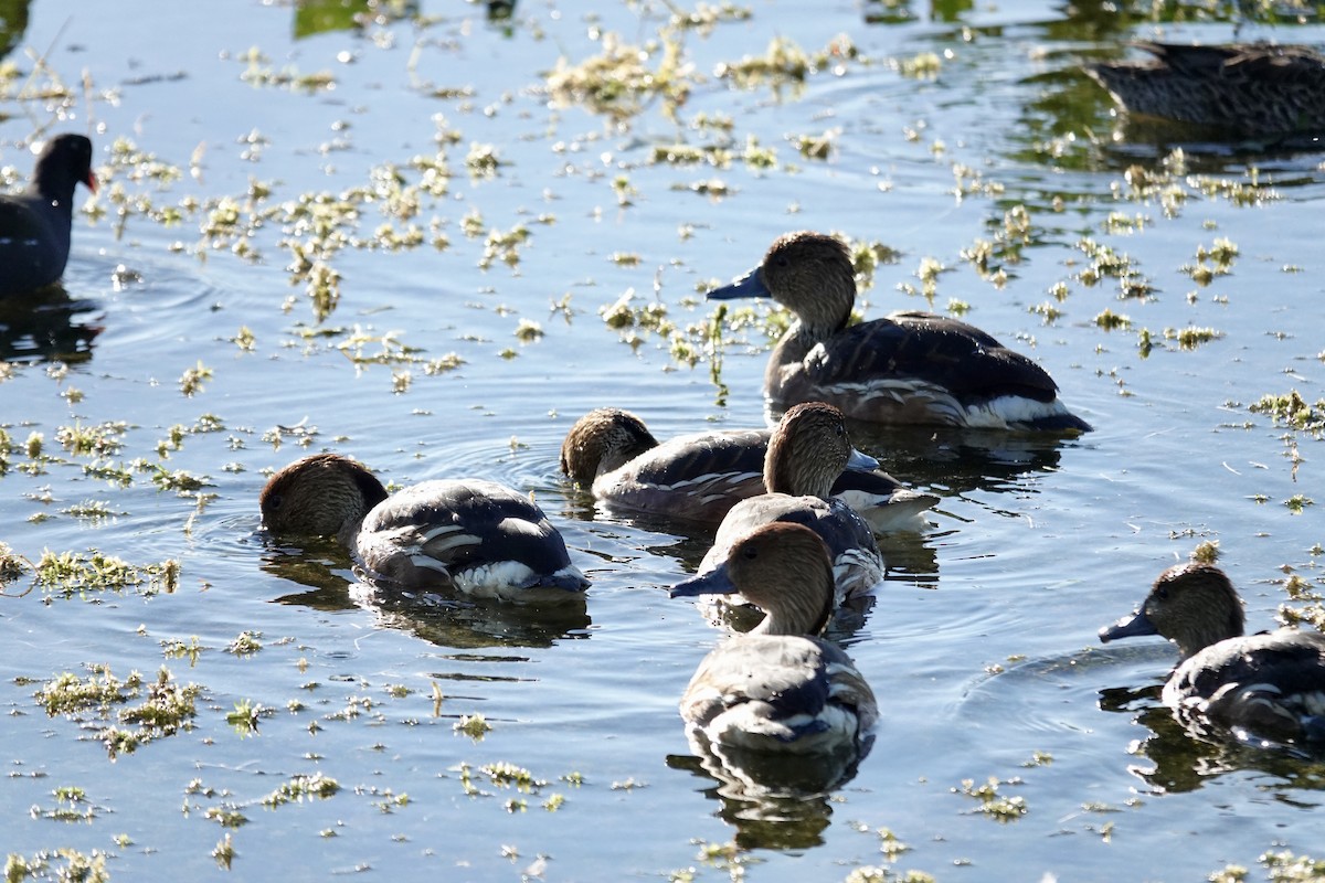 Zuhaitz-ahate kolorebikoa - ML646947527