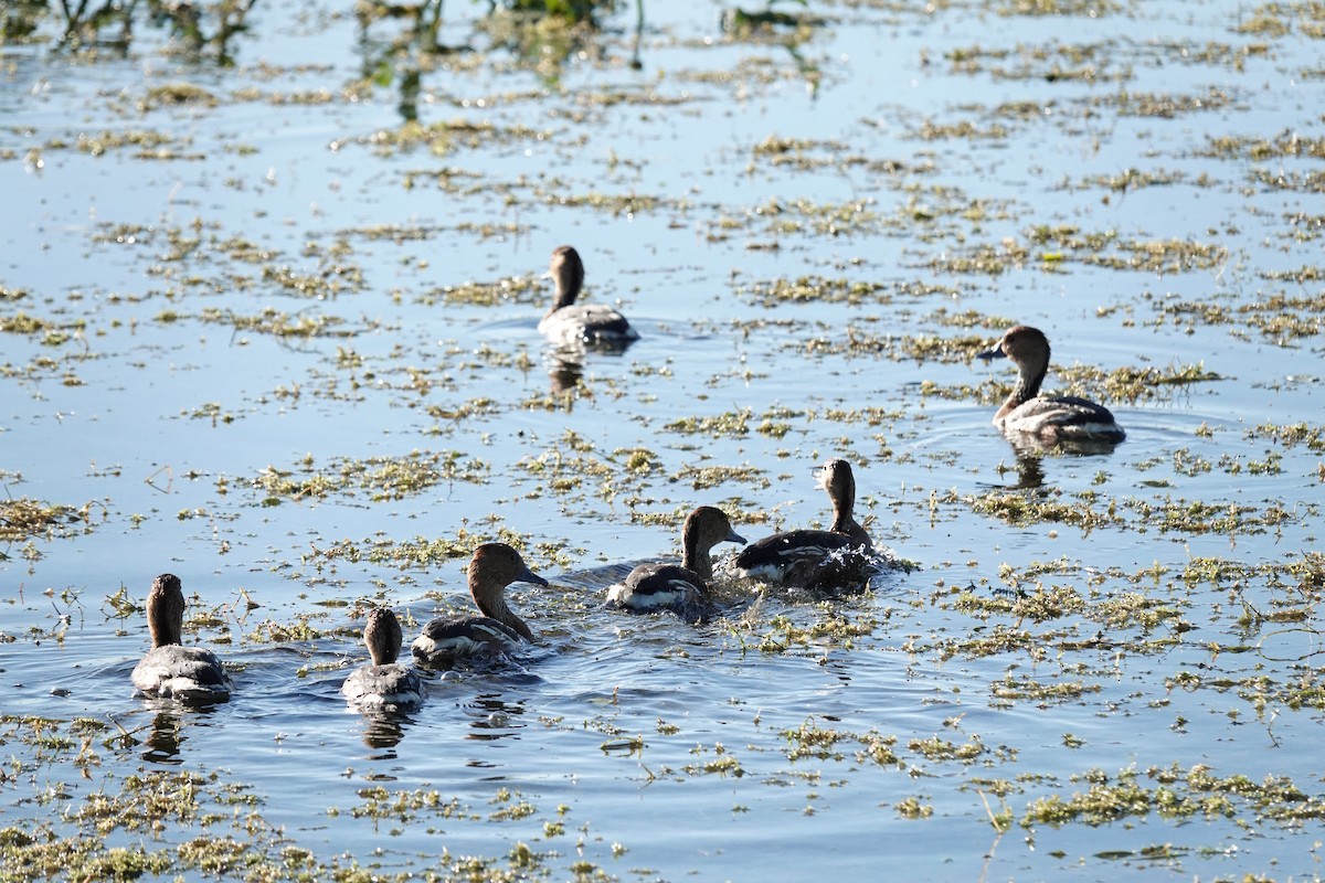 Zuhaitz-ahate kolorebikoa - ML646947528