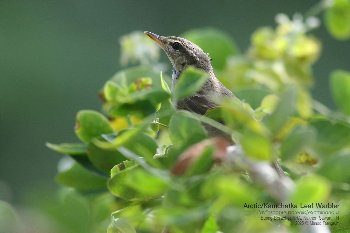 コムシクイ／オオムシクイ - ML646947530