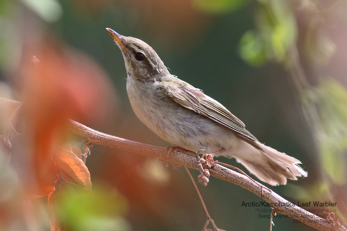 コムシクイ／オオムシクイ - ML646947531