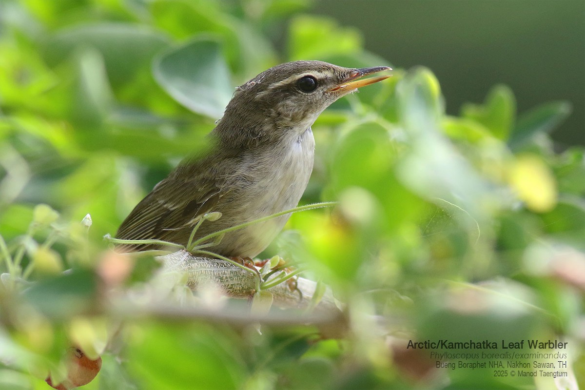 コムシクイ／オオムシクイ - ML646947532