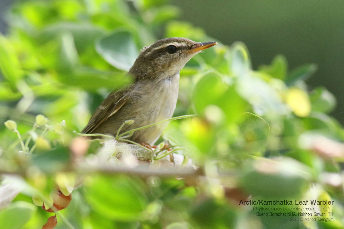 コムシクイ／オオムシクイ - ML646947533