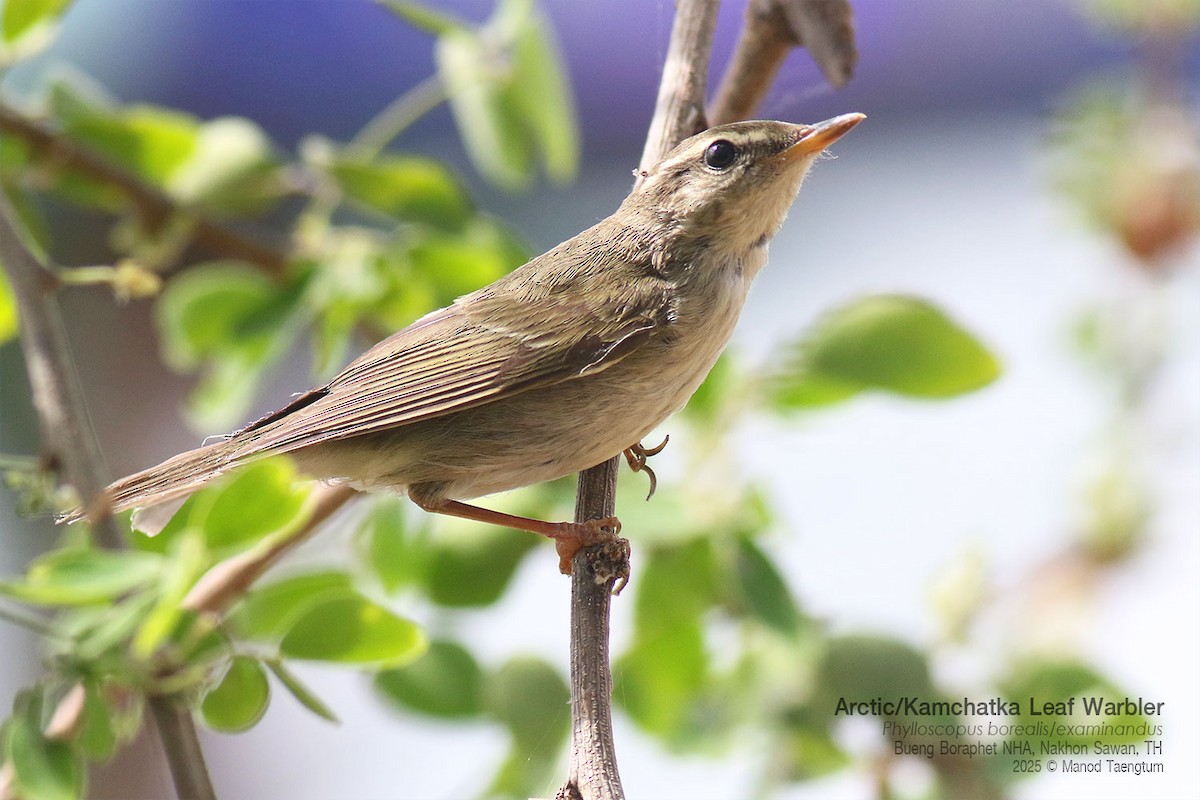 コムシクイ／オオムシクイ - ML646947534