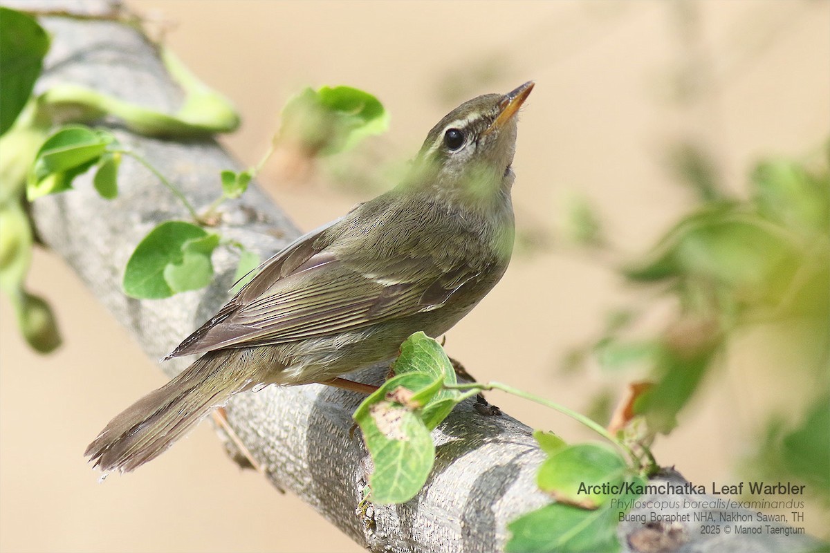 コムシクイ／オオムシクイ - ML646947535