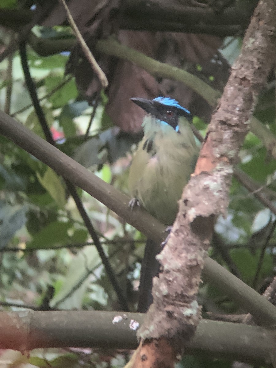 Andean Motmot - ML646947537