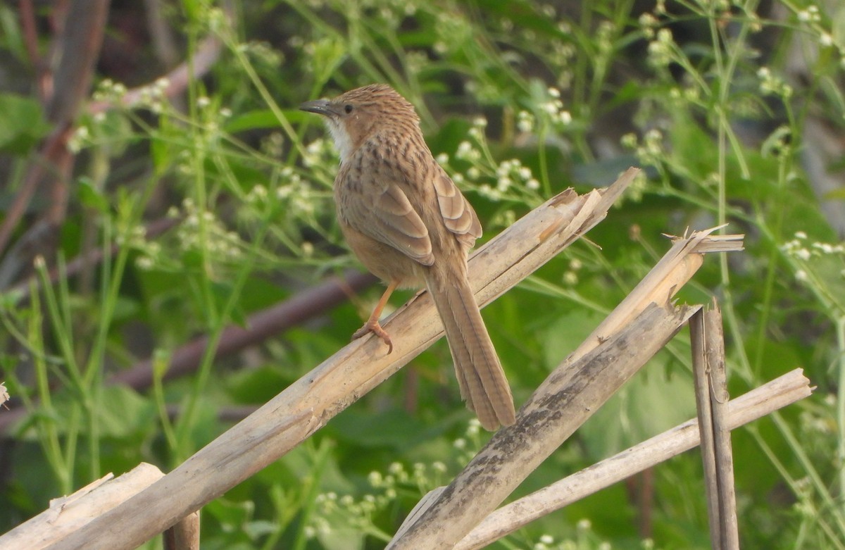 Common Babbler - ML646947538