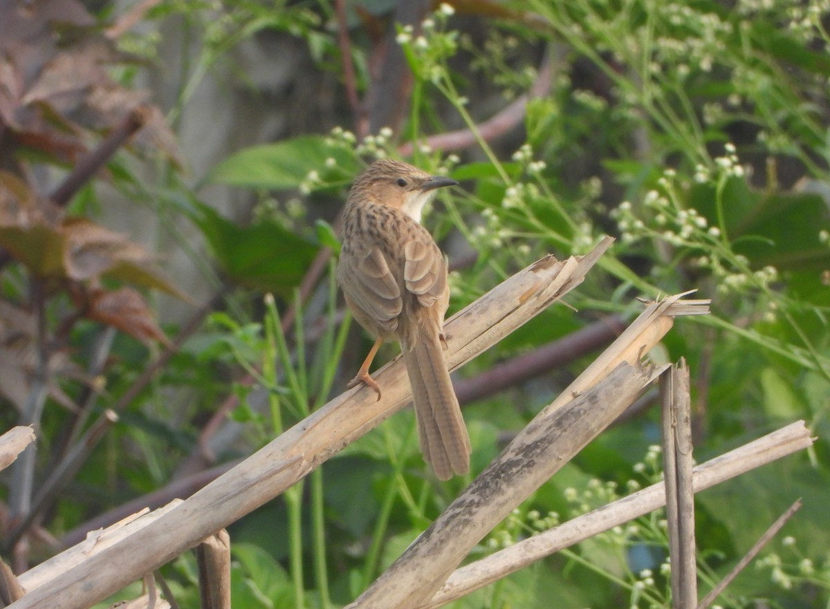 Common Babbler - ML646947539