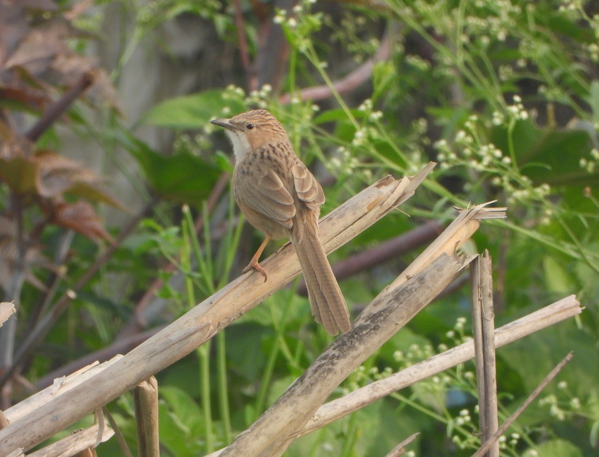 Common Babbler - ML646947540