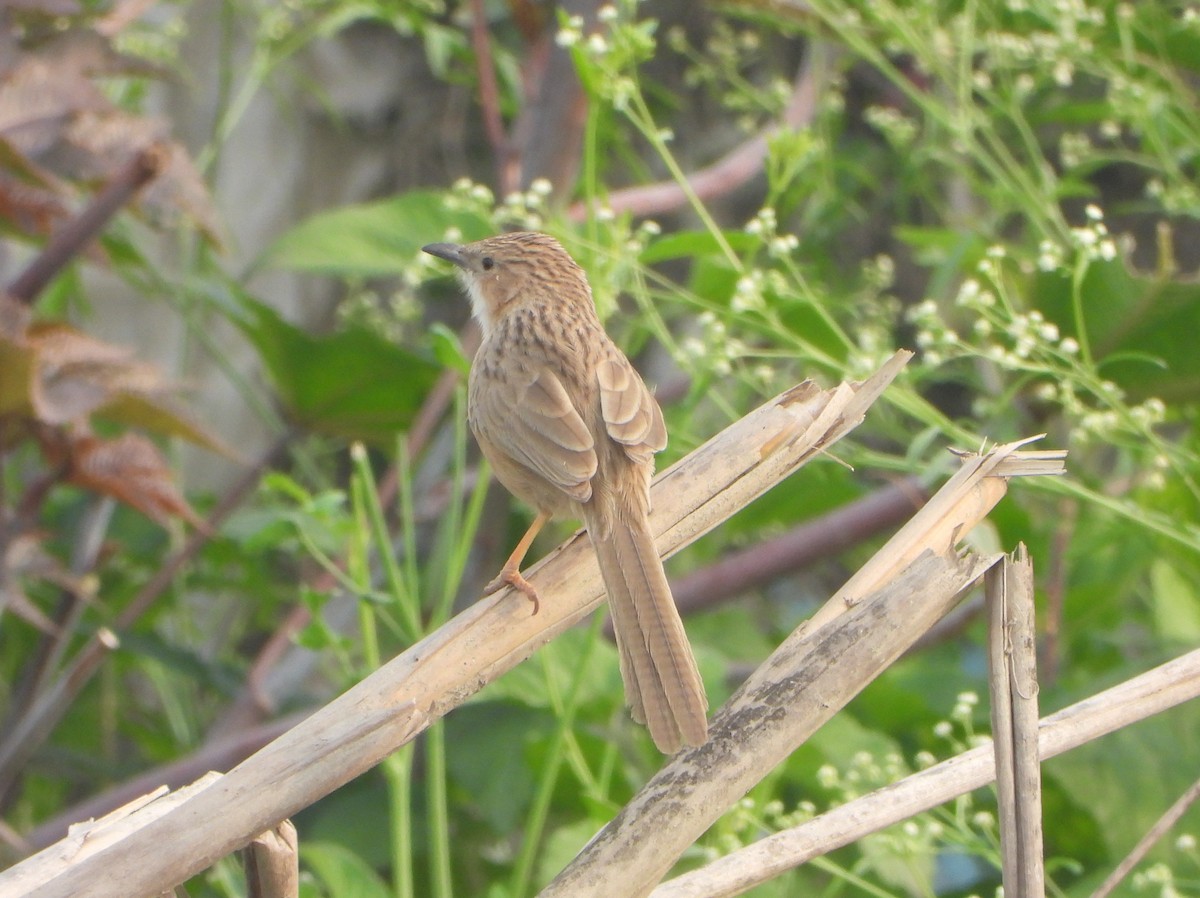 Common Babbler - ML646947541