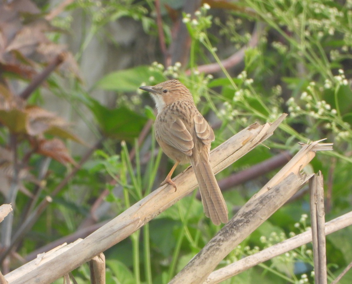 Common Babbler - ML646947542