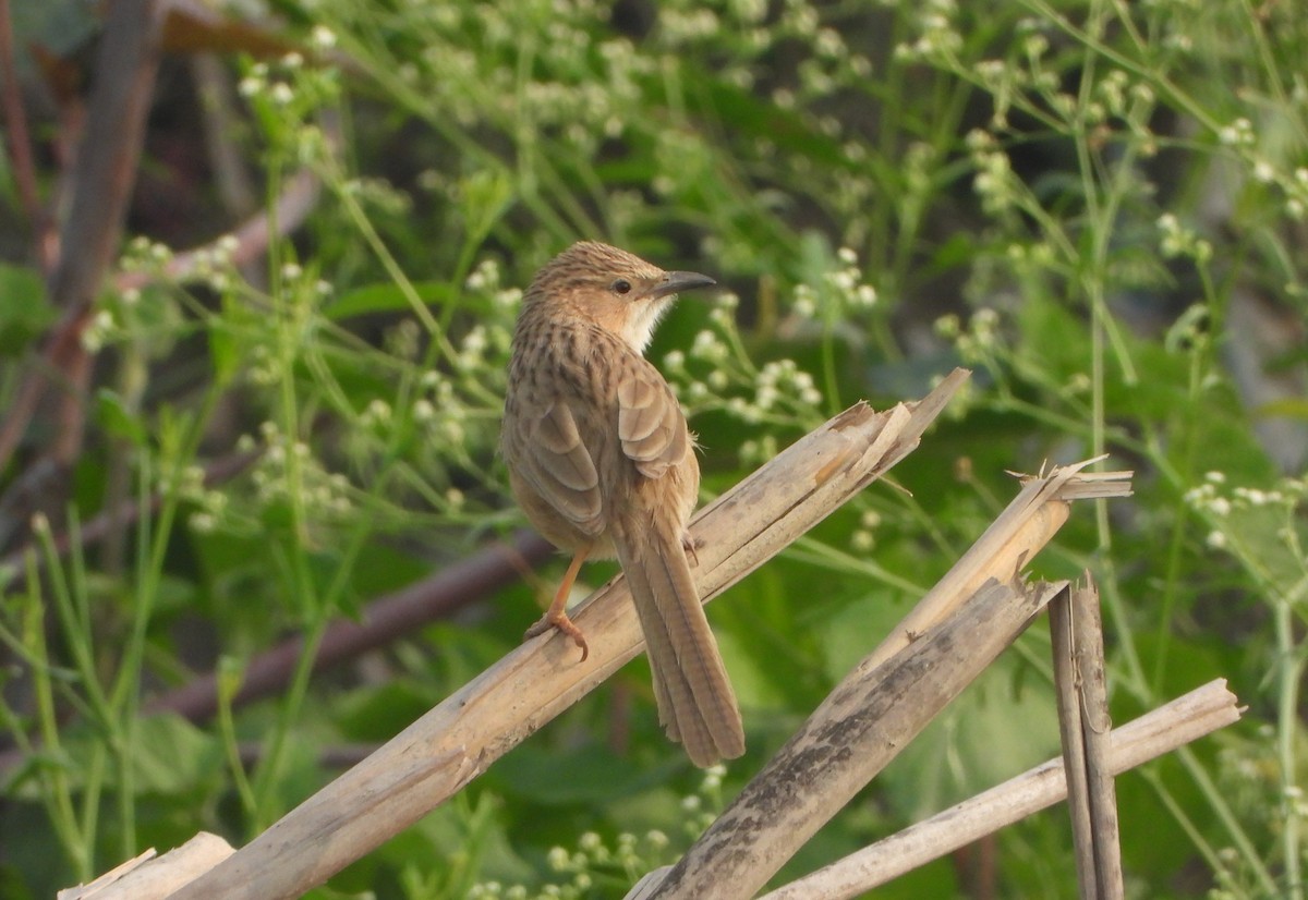 Common Babbler - ML646947543