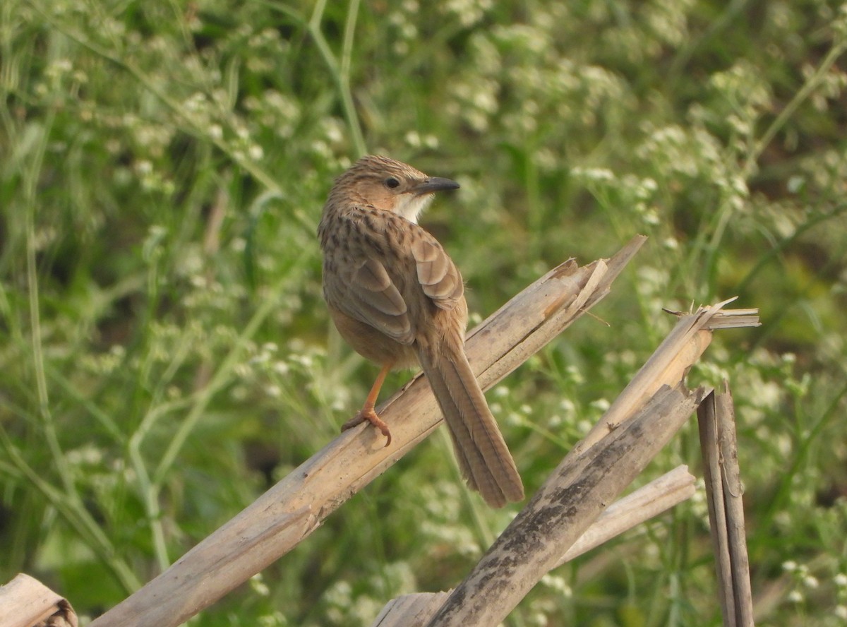Common Babbler - ML646947544