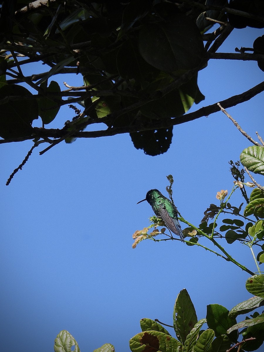 Puerto Rican Emerald - ML646947546