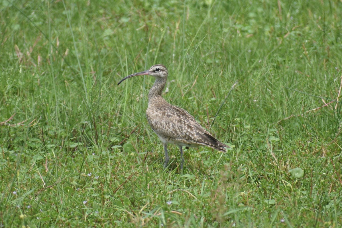 Zarapito Trinador Americano - ML646947550