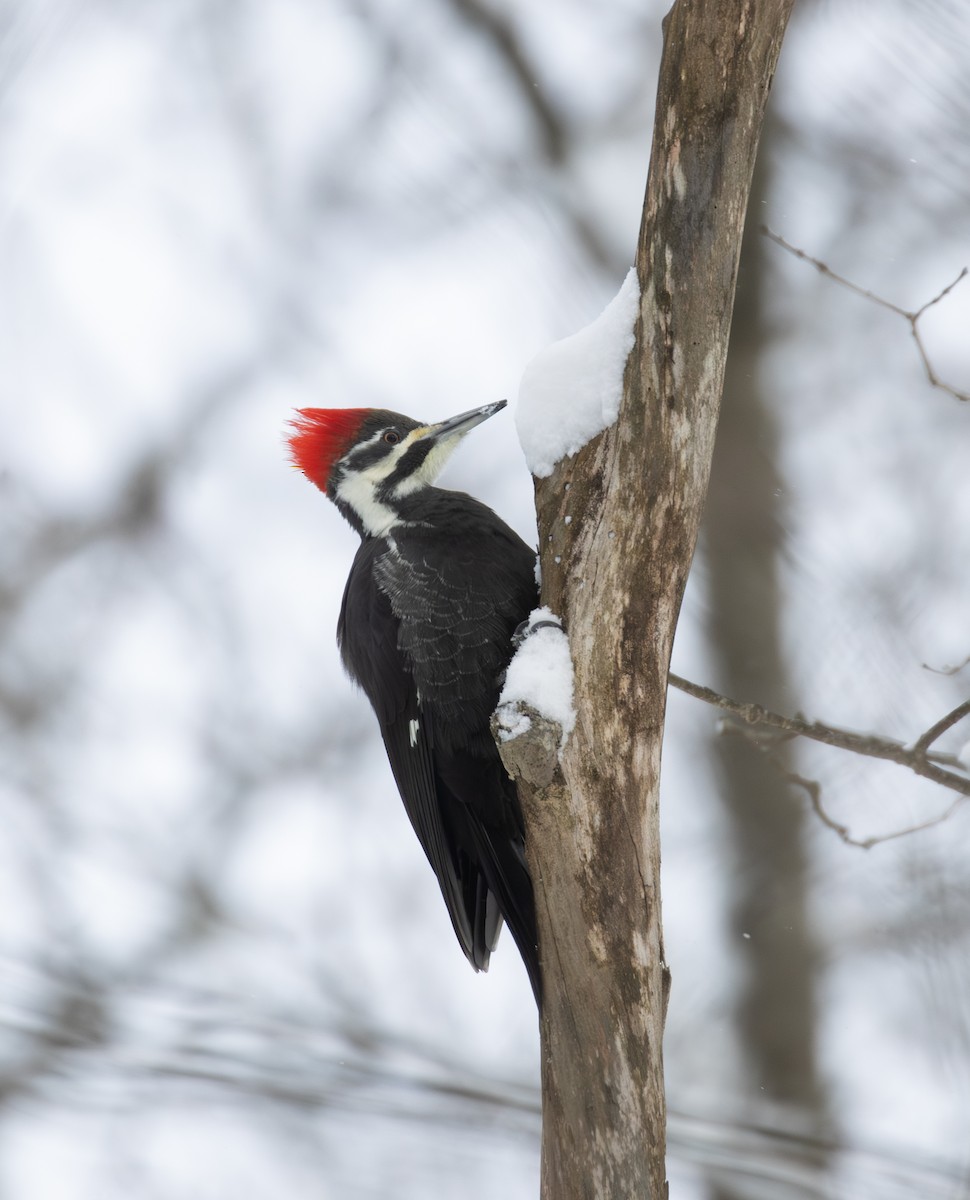 Pileated Woodpecker - ML646947551