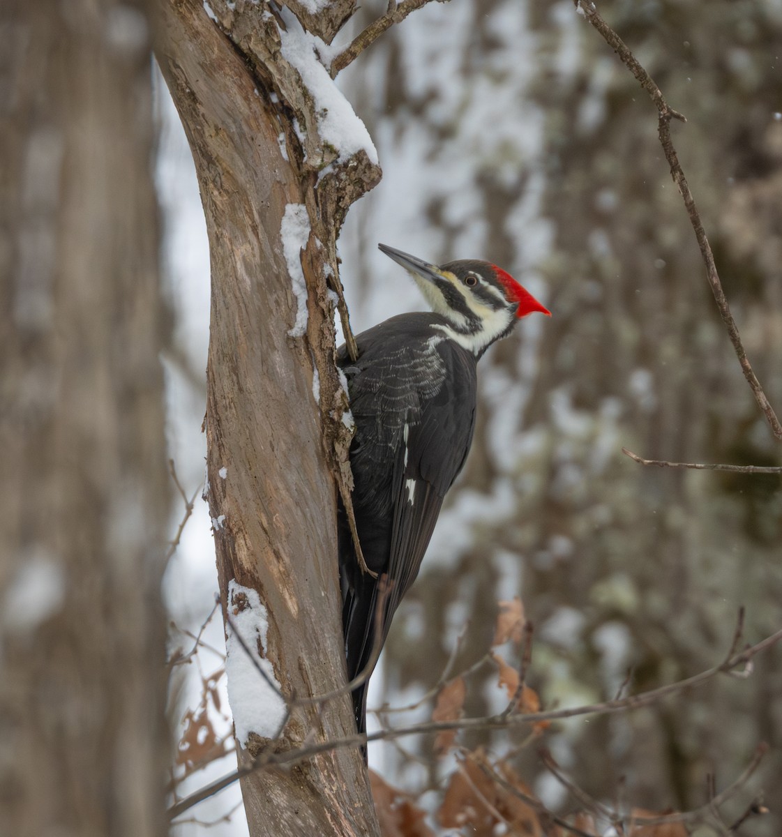 Pileated Woodpecker - ML646947552