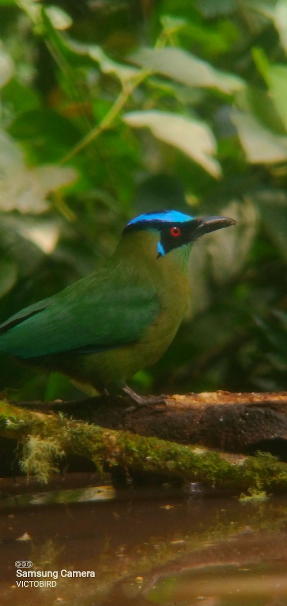 Andean Motmot - ML646947555