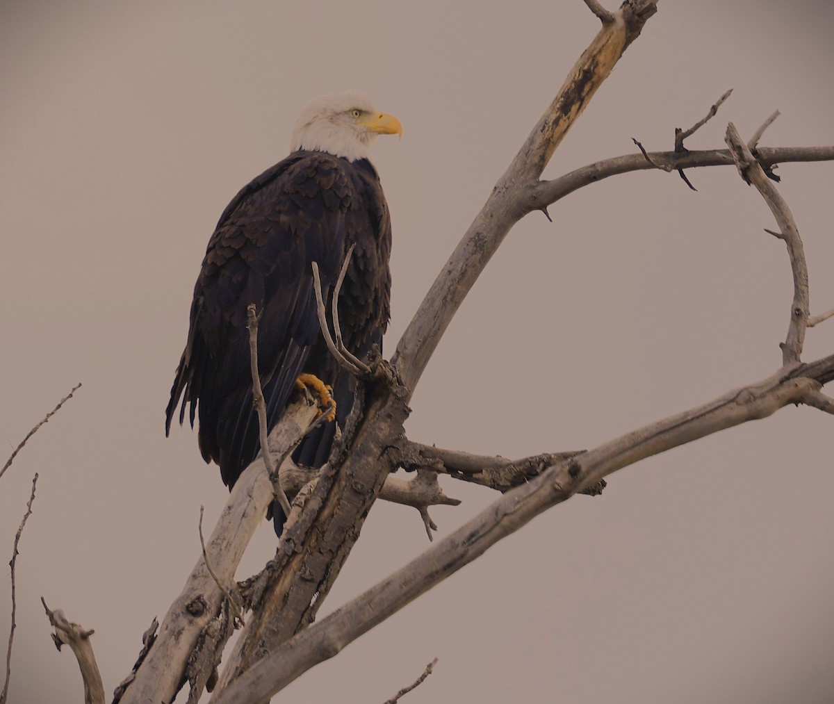 hvithodehavørn - ML646947556