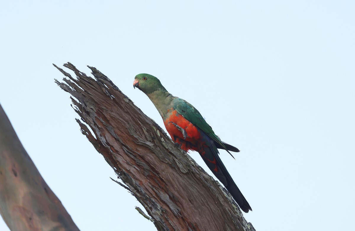 Australian King-Parrot - ML646947557