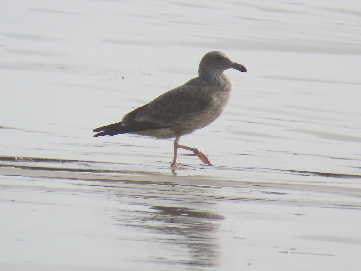 Western Gull - ML646947558