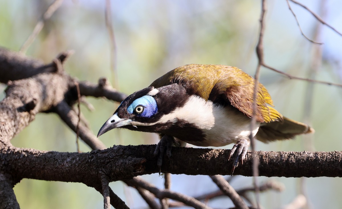 Blue-faced Honeyeater - ML646947560