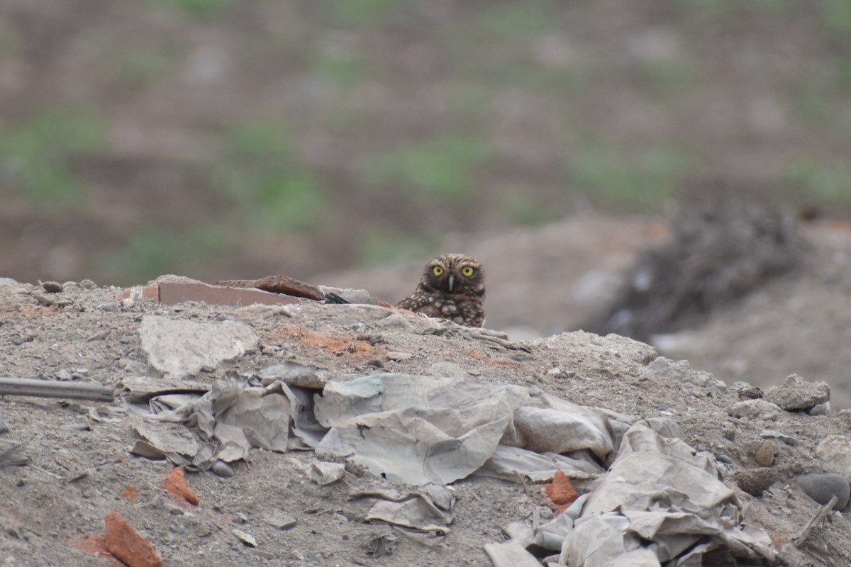 Burrowing Owl - ML646947561