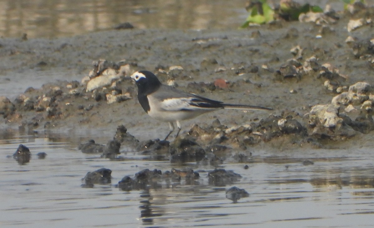 白鶺鴒 - ML646947562