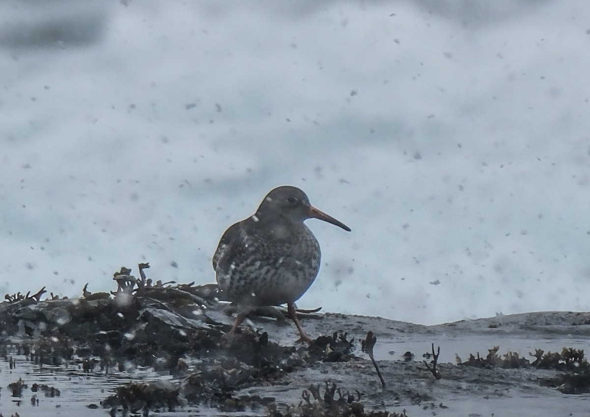 Purple Sandpiper - ML646947563