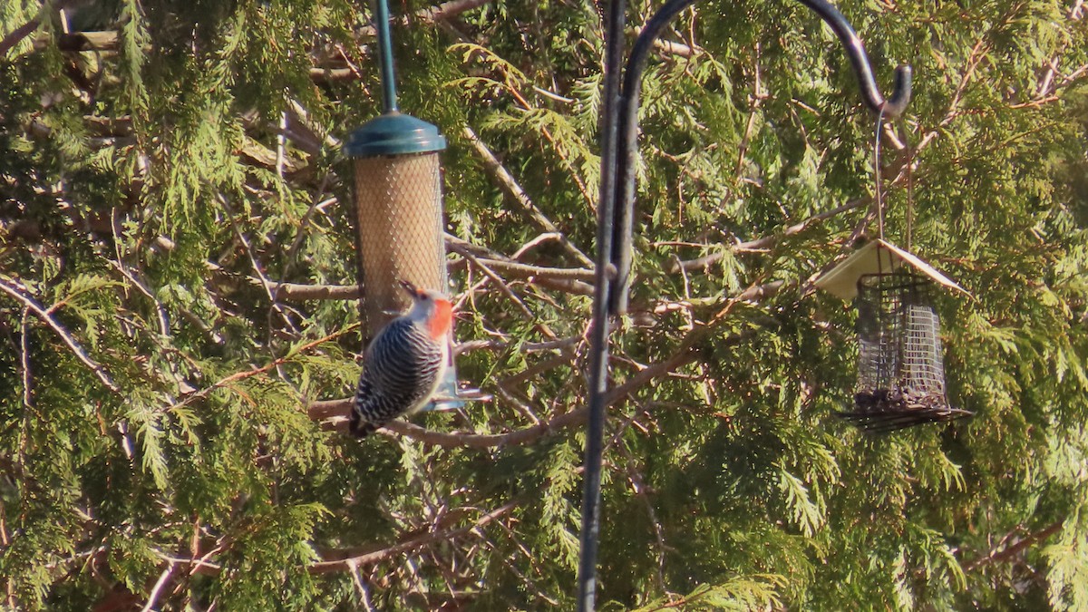 datel karolínský - ML646947565