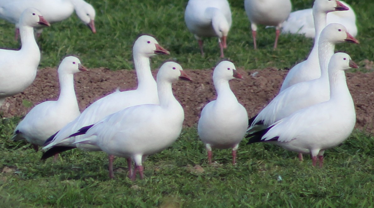 Ross's Goose - ML646947566