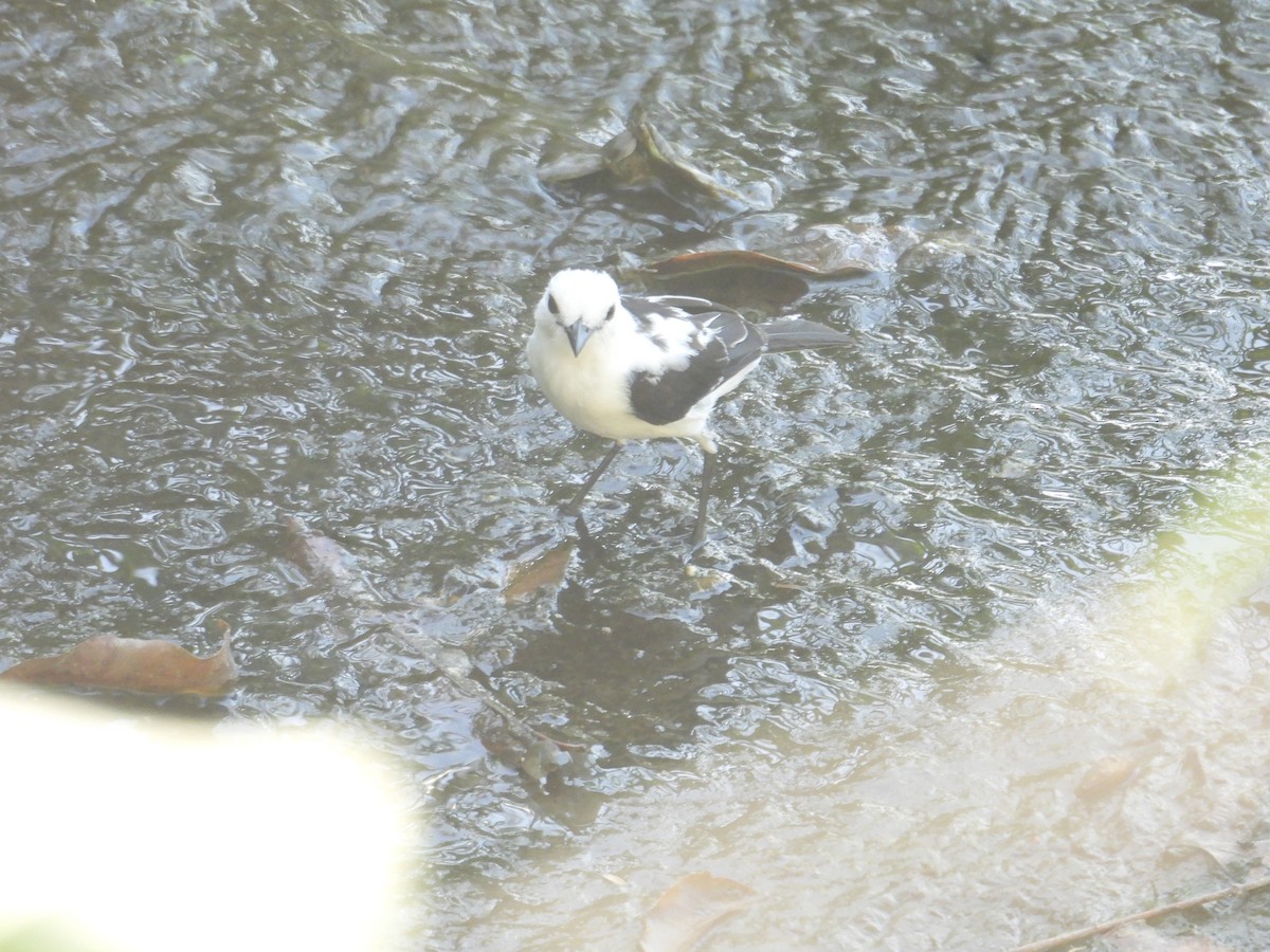 Pied Water-Tyrant - ML646947567