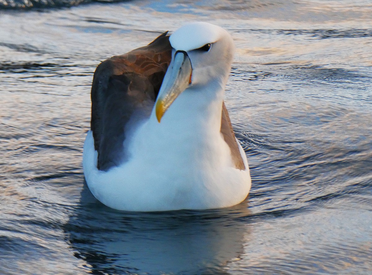 White-capped Albatross - ML646947568