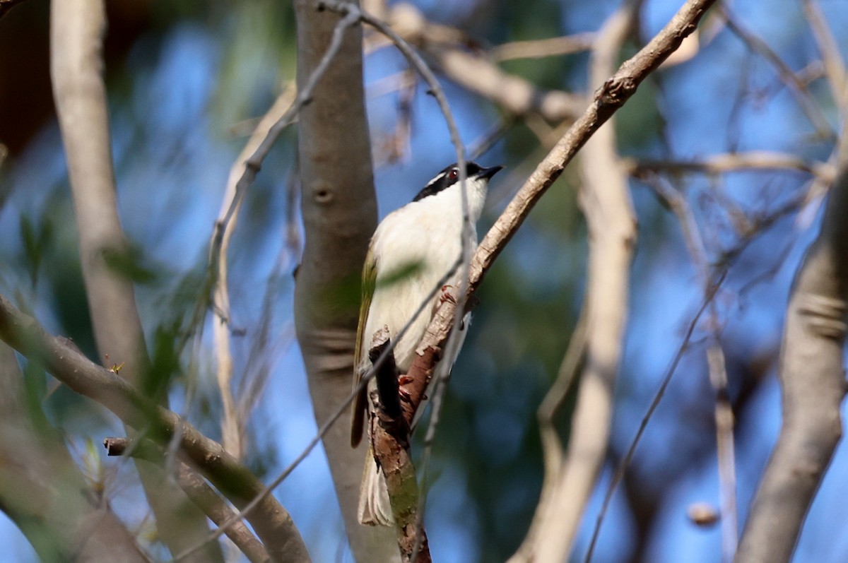 White-throated Honeyeater - ML646947569