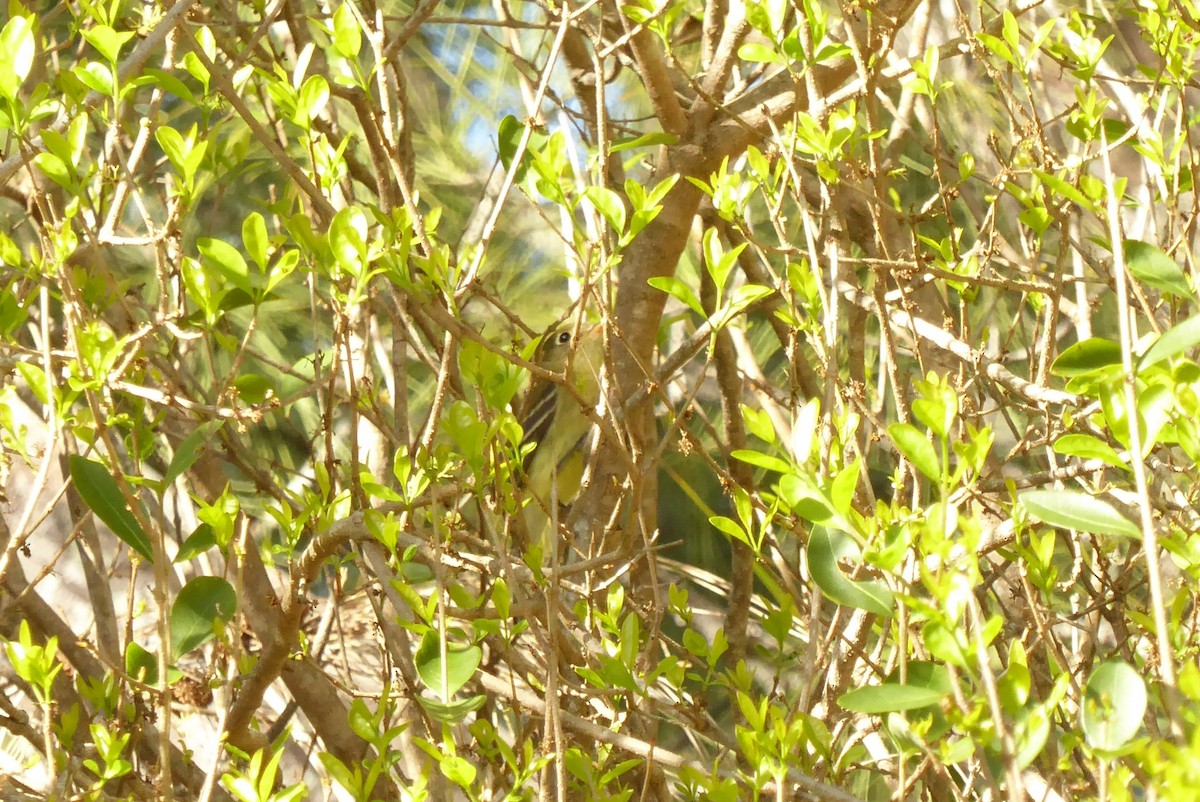 Western Flycatcher - ML646947570
