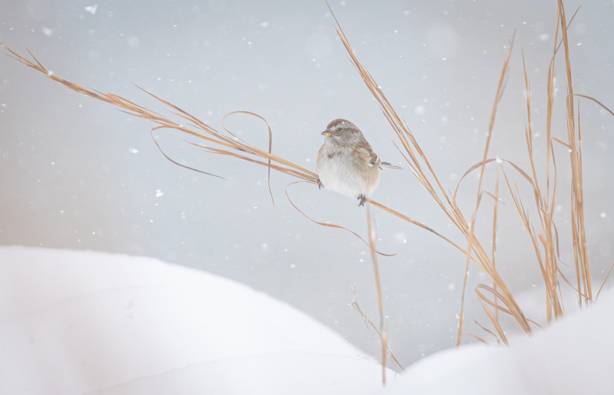 American Tree Sparrow - ML646947572
